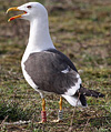 adult LBBG Dutch intergrade in September, ringed in the Netherlands. (85708 bytes)